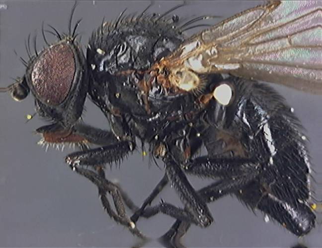 Agromyza nigrella